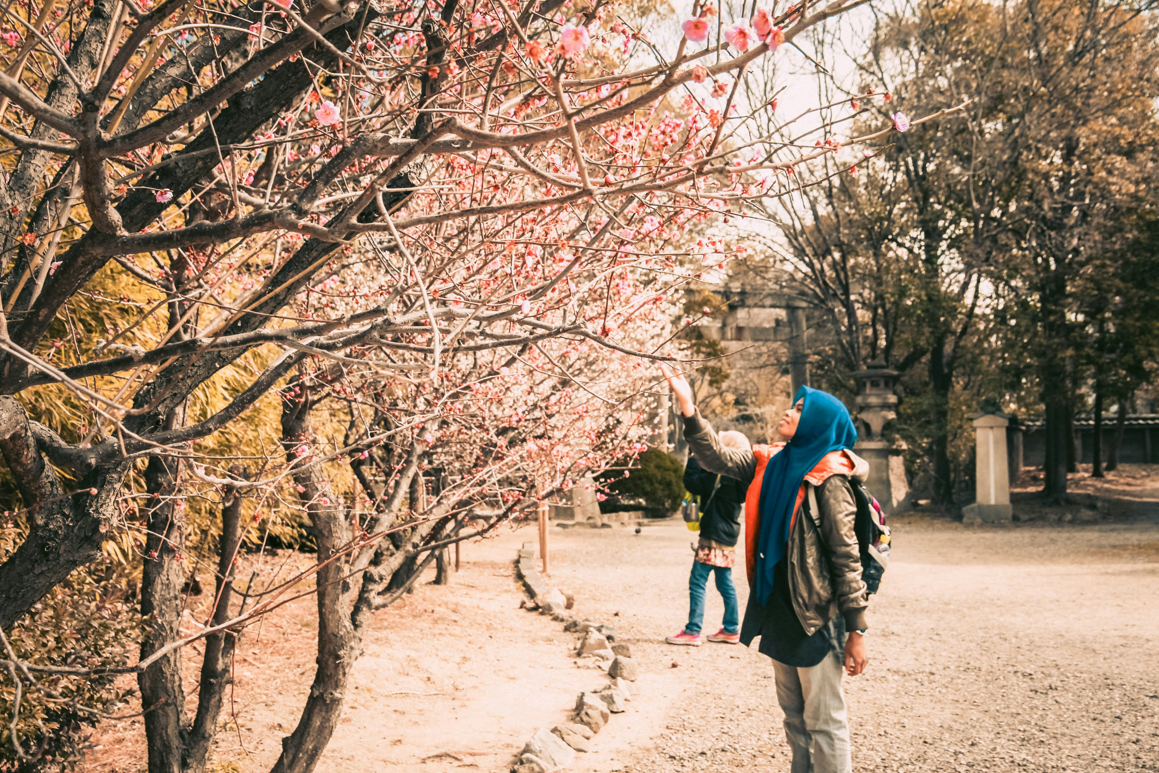 A female tourist holding the sakura or cherry blossom flower at the Osaka castle royal garden in Japan during spring.; Shutterstock ID 774579400; your: Claire Naylor; gl: 65050; netsuite: Online Ed; full: Japan on a budget